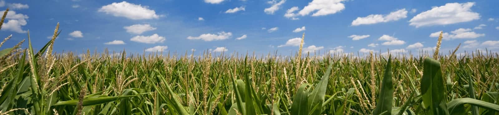 Iowa — Iowa