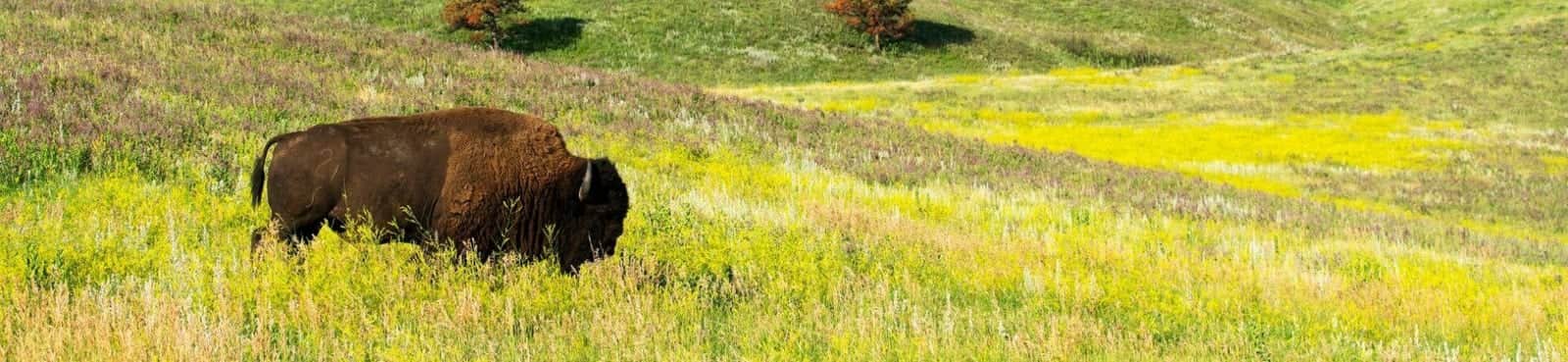 South Dakota — South Dakota