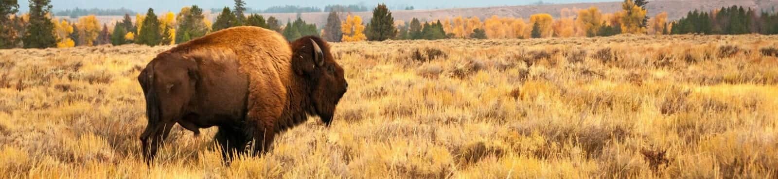 Wyoming — Wyoming